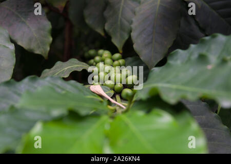 Coffea arabica Bush mit der Reifung Arabica Bohnen Stockfoto