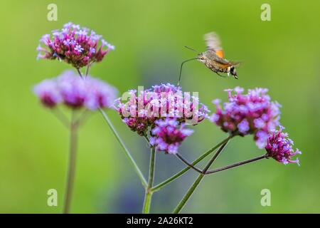 Kleine Kolibri Hawk-moth Summen um die violetten Blüten Probenahme Nektar mit seinem Rüssel. Tag Sommer in einem Garten. Blurry blauen und grünen Hintergrund. Stockfoto