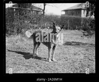 Polizei Hund. Gus Buchholz Stockfoto