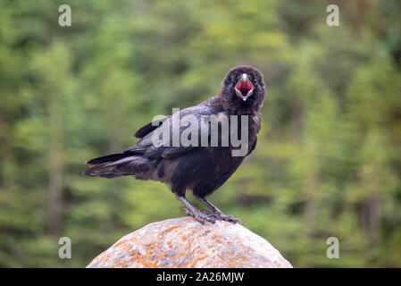 Nahaufnahme eines Kolkrabe (Corvus Corax) auf einem Felsen aufrufen und betrachten die Kamera, British Columbia, Kanada Stockfoto