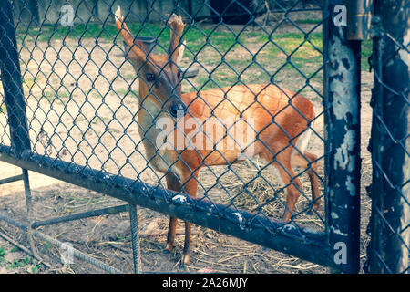 Rotwild im Zoo Blick von außerhalb des Käfigs Stockfoto