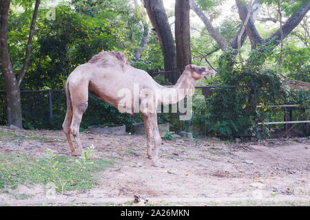 Kamel im Zoo, Seitenansicht Stockfoto