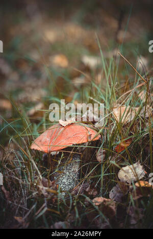 Big leccinum aurantiacum Pilz in Blätter und Gras im Herbst Wald. Sammeln von Pilzen. Gesundes Essen. Stockfoto