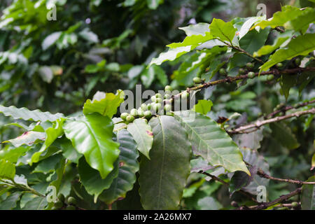 Coffea arabica Bush mit der Reifung Arabica Bohnen Stockfoto