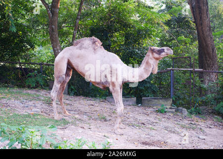 Kamel im Zoo, Seitenansicht Stockfoto
