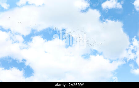 Schönen blauen Himmel mit Wolken Hintergrund. Große Scharen von Vögeln. Stockfoto