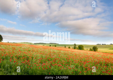 Schöne mohnfeld von roten Blüten und blauer Himmel mit Wolken. Natürliche Landschaft in Norfolk, Großbritannien Stockfoto