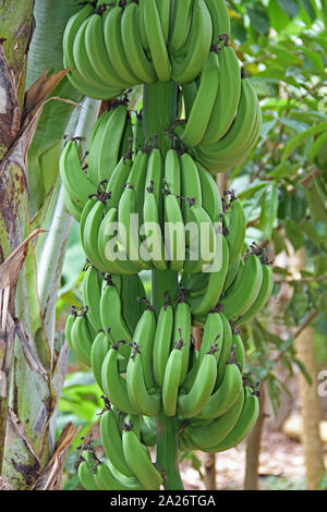 Bündel Bananen auf Baum in der Plantage, Spice Farm, Unguja Insel, Sansibar, Tansania. Stockfoto