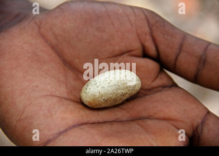 Ein jackfruit Saatgut, das in der Hand des afrikanischen Mann, Spice Farm, Sansibar, Unguja Insel, Tansania. Stockfoto