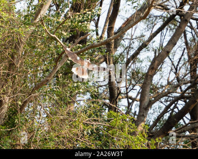 Einheimische australische Vögel, Kookaburra fliegen, braune weiße und blaue Federn, ausgestreckte Flügel, durch die Bäume des Bushs, Australien Stockfoto