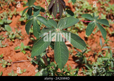 Nahaufnahme einer 888 Blatt, 888 Baum in der Plantage, Spice Farm, Sansibar, Unguja Insel, Tansania. Stockfoto