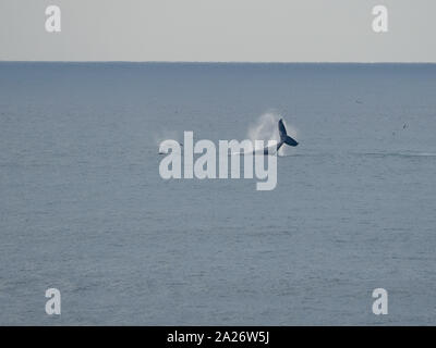 Walschwanz, Buckelwale, die im Pazifik vor der Küste von NSW Australien herumplanschen Stockfoto