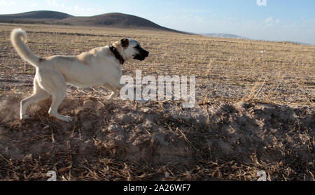 Aggressive Anatolian Shepherd Dog - Sivas Kangal. Stockfoto