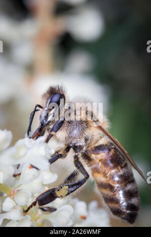 Close-up Biene auf eine weiße Blume Stockfoto