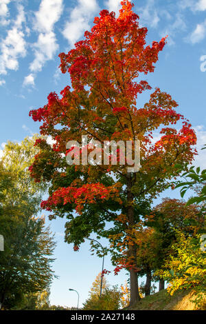 Bekämpfung von breitblättrigem Unkraut Baum im Herbst, Weitra, Waldviertel, Österreich Stockfoto