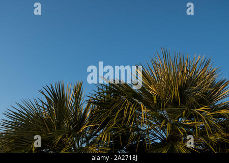 Textur von Laub von Palm Blätter über den Himmel an einem sonnigen Tag Stockfoto