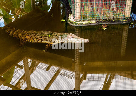 Eine orange-braune Krokodil mit regelmäßigen gemusterten schwarzen Markierungen schwimmt unter einem Bildschirm mit seinem Kopf und Schnauze nur über dem Wasserspiegel Stockfoto