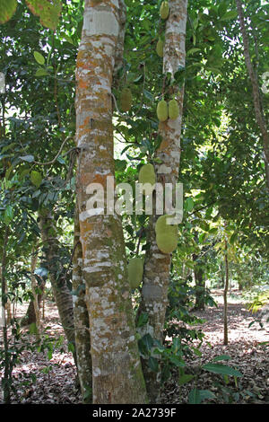 Bündel jackfrüchten in jackfruit Bäume, Spice Farm, Sansibar, Unguja Insel, Tansania. Stockfoto