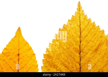 Gelbe Blätter auf weißem Hintergrund. Venen im Herbst Blatt close-up Stockfoto