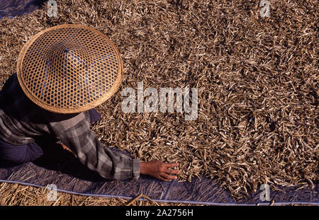 13.04.2014, Thandwe, Rakhaing-Staat, Myanmar - eine Frau spreads getrockneten Fisch am Strand von Ngapali. 0 SL 080224 D001 CAROEX.JPG [MODEL RELEASE: NEIN, Eigenschaft Stockfoto