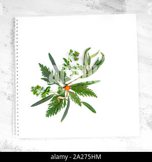 Tee Kräuter noch leben Flatlay auf weißem Hintergrund Stockfoto