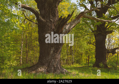 Alte, riesige Eiche Baum allein stehend in einer Waldlichtung Stockfoto