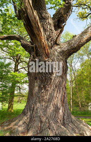 Alte, riesige Eiche Baum allein stehend in einer Waldlichtung Stockfoto