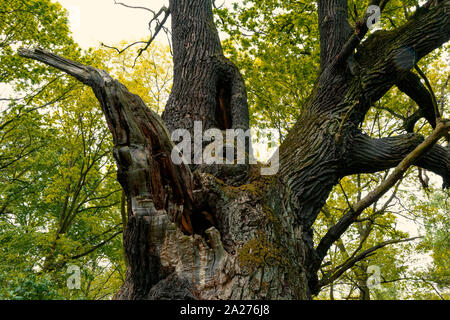 Alte, riesige Eiche Baum allein stehend in einer Waldlichtung Stockfoto
