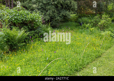 Purple orchid und gelbe Butterblume Blumen in der wildflower Meadow im Fuchsbau Bauerngärten, in der Nähe von Vina del Mar, Devon, England, Großbritannien Stockfoto