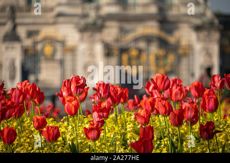 Tele geschossen von Blumen vor dem Buckingham Palace, London. Die Basis des Victoria Memorial und Palace sind in den Hintergrund defokussierten Stockfoto