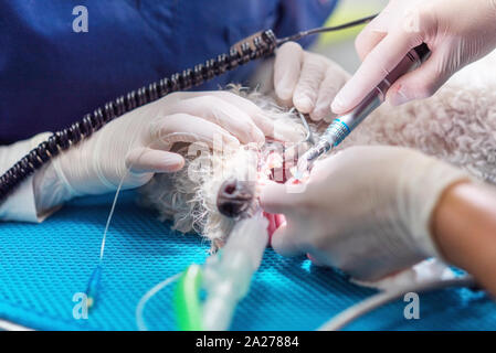 Veterinärmedizin Zahnheilkunde. Zahnarzt Chirurg Tierarzt behandelt und beseitigt die Zähne eines Hundes unter Anästhesie auf dem OP-Tisch in einer Tierklinik. Hygiene der Mundhöhle bei Hunden close-up Stockfoto