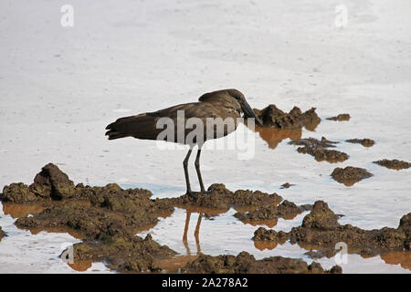 Hamerkop Vogel stehen auf schlammigem Boden, Simbabwe. Stockfoto