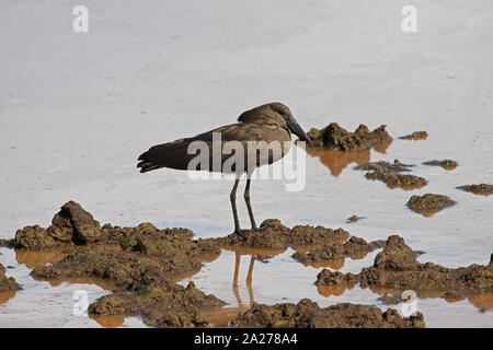 Hamerkop Vogel stehen auf schlammigem Boden, Simbabwe. Stockfoto