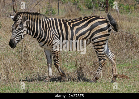 Burchell's Zebra stehend in der veld, Victoria Falls Private Game Reserve, Simbabwe. Stockfoto