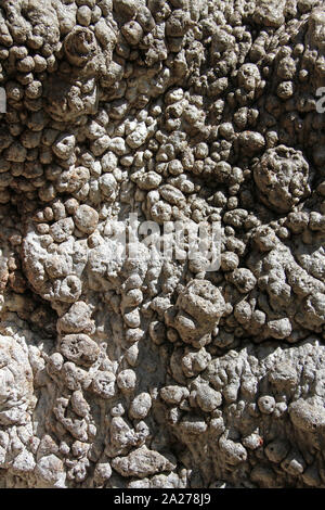 Close-up von sprudelndem Rinde eines Baobab Baum, Adansonia digitata, Sansibar, Unguja Insel, Tansania. Stockfoto