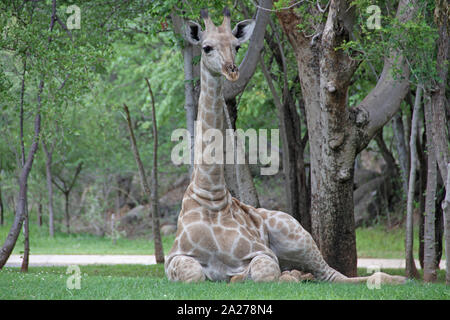 Afrikanische giraffe Festlegung auf Rasen, Simbabwe. Stockfoto