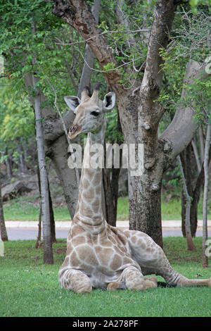 Afrikanische giraffe Festlegung auf Rasen, Simbabwe. Stockfoto