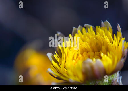 Nahaufnahme der eine gelbe Blume, Huflattich, Tussilago farfara Stockfoto