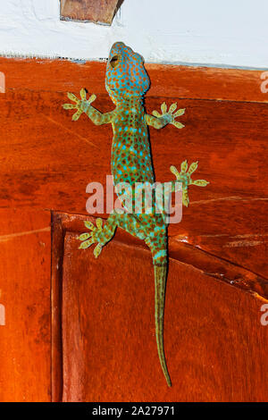 Bunte Tokay Gecko (Gekko Gecko) Jagd auf eine Wand, die zweitgrößte Arten dieser Reptilien. Koh Rong Sanloem Insel, Sihanoukville, Kambodscha Stockfoto