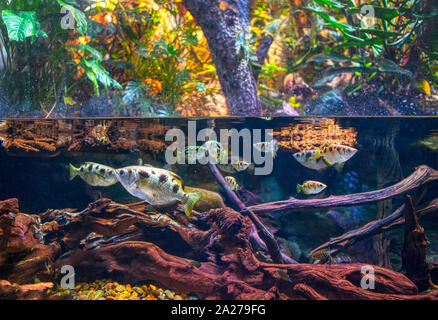 Fisch unter Wasser, Regenwald anzeigen Stockfoto