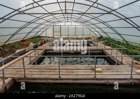 Gewächshaus mit Aquakultur fische Baumschule für wachsende kleine Forellen und Störe. Stockfoto