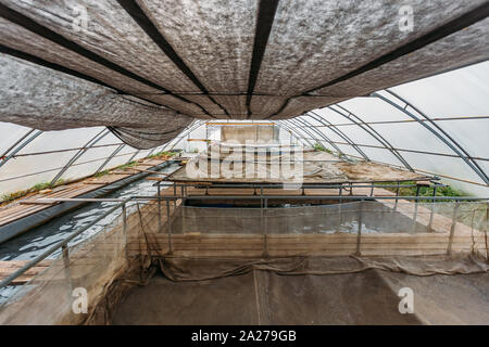 Gewächshaus mit Aquakultur fische Baumschule für wachsende kleine Forellen und Störe. Stockfoto