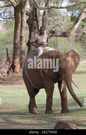 Afrikanischer Elefant mit Game ranger Reiten Sattel/howdah auf seinem Rücken, Simbabwe. Stockfoto