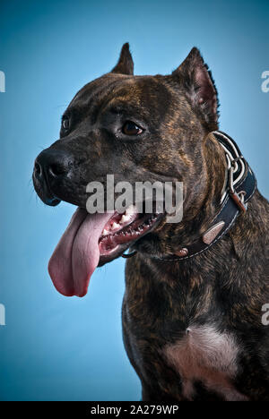 Cute Staffordshire Terrier Hund. Junge pitbull Welpen sitzt in Hellblau bunten Hintergrund Stockfoto