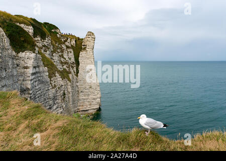 Die berühmten Klippen und Felsen pinnacles von Etretat an der Küste der Normandie in Frankreich mit einer Möwe im Vordergrund. Stockfoto