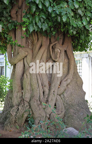 Alte geknotet Baum mit Reben im kleinen Garten im Innenhof in der Sultan Ahmed Moschee, Istanbul, Türkei. Stockfoto