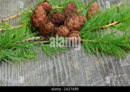Helle grüne flauschige Zweige der Lärche Larix decidua Pendula Baum im Sonnenlicht. Frische der Sommertag. Natürliche Schönheit von eleganten Lärche Baum Zweig. Bran Stockfoto