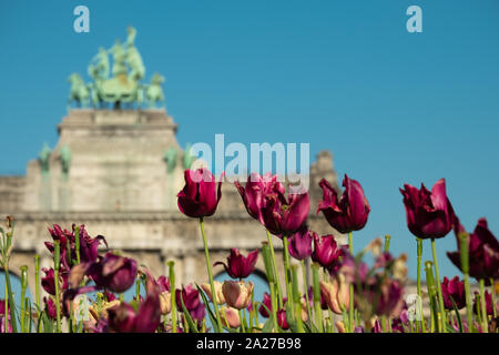 In der Nähe von blühenden Blumen und Triumphbogen in Brüssel Stockfoto