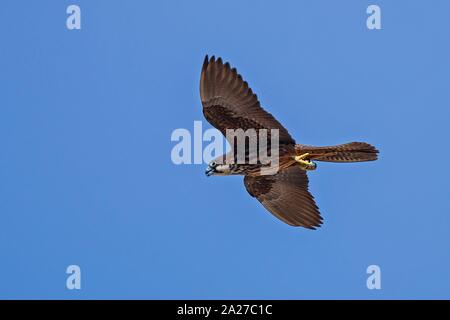 Eleonorenfalken (Falco eleonorae), weibliche Licht morph Fliegen in blauer Himmel, Isola San Pietro, Sardninia, Italien | Verwendung weltweit Stockfoto