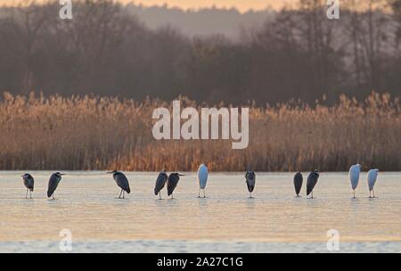 Graureiher (Ardea cinerea) Gruppe zusammen mit Silberreiher (Ardea alba) auf dem gefrorenen See, Baden-Württemberg, Deutschland | Verwendung weltweit Stockfoto